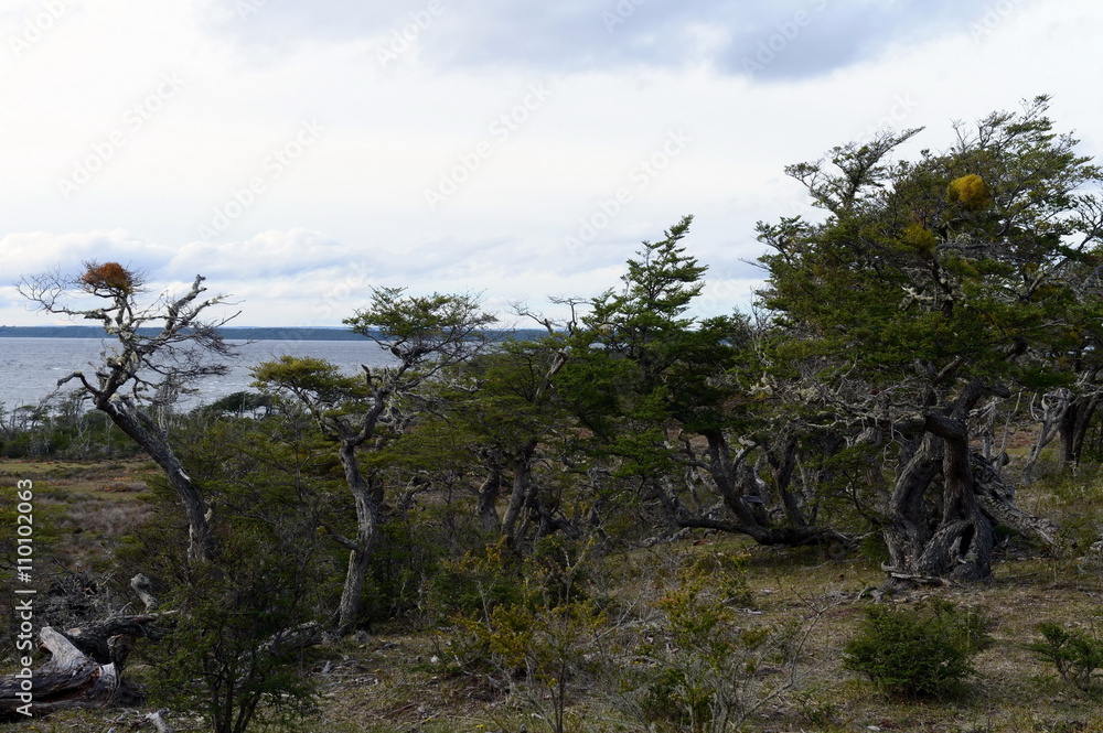 Fototapeta premium The Lago Blanco on the island of Tierra del Fuego.