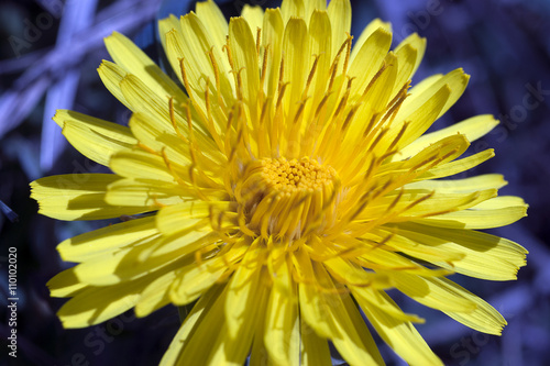 N  rbild p   en gul blomma