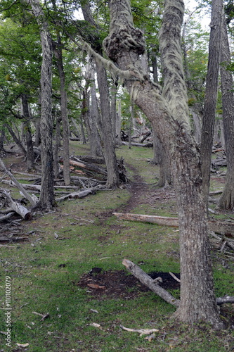  Fallen trees on the shore of Lago Blanco.