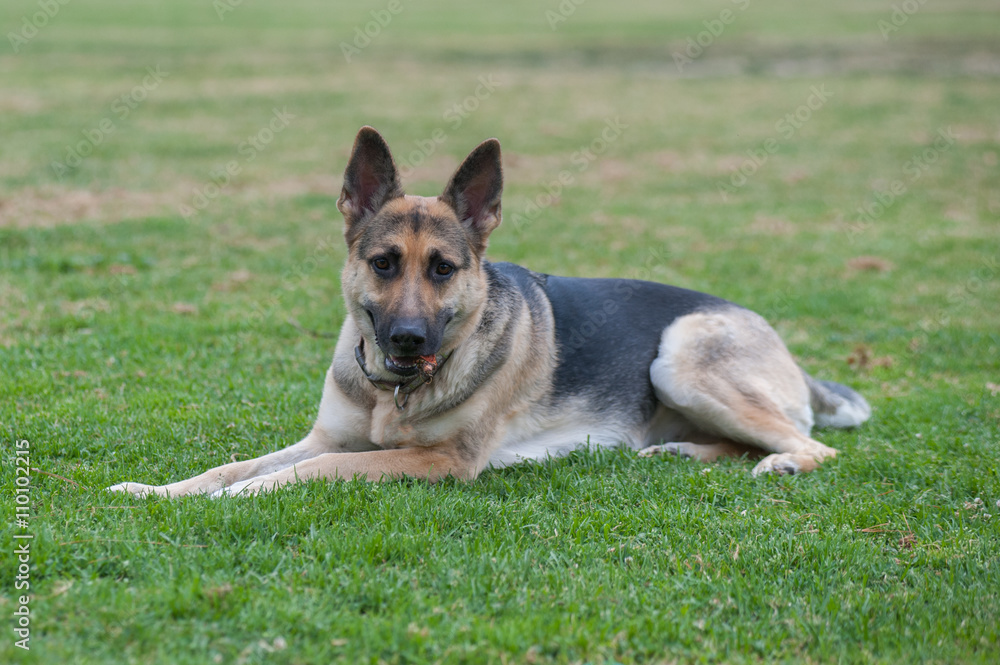 German Shepard puppy relaxing in the grass looking ahead. German Shepard puppy relaxing in the grass looking ahead.