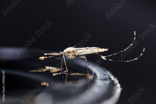 Newborn anopheles dirus mosquito photo