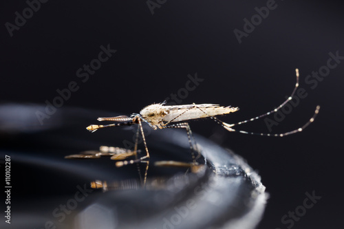 Fotografija Newborn anopheles dirus mosquito