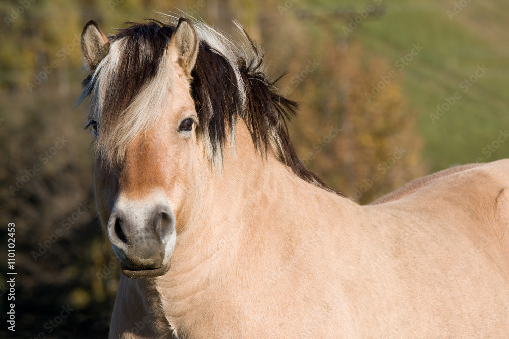 Portrait of nice fjord pony