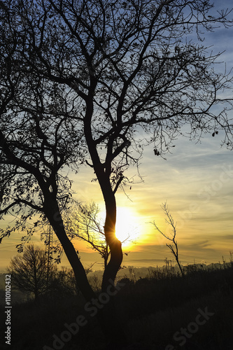 Sonnenuntergang mit Baum bei Eisenstadt