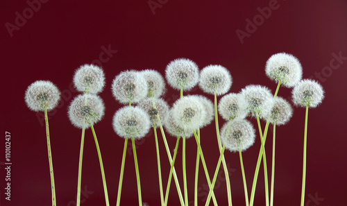 dandelion flower on brown color background, many closeup object