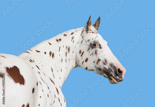 Nice head of appaloosa horse isolated on blue background photo