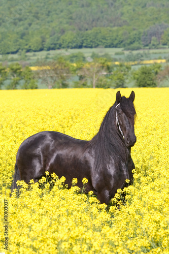 Canvas Print Portrait of nice friesian horse