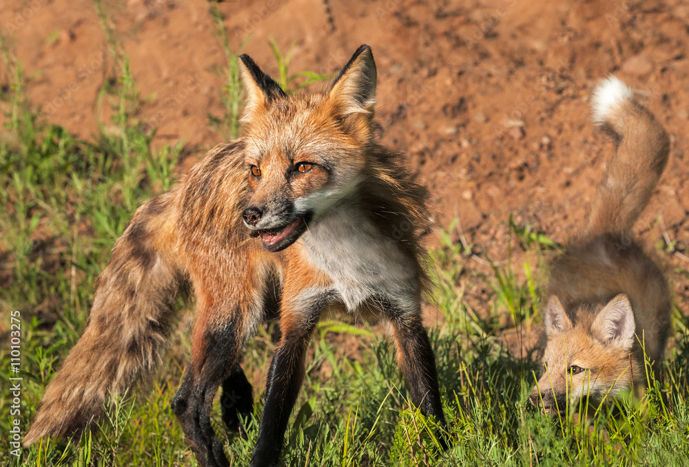Red Fox Vixen (Vulpes vulpes) and Kit Quick Turn