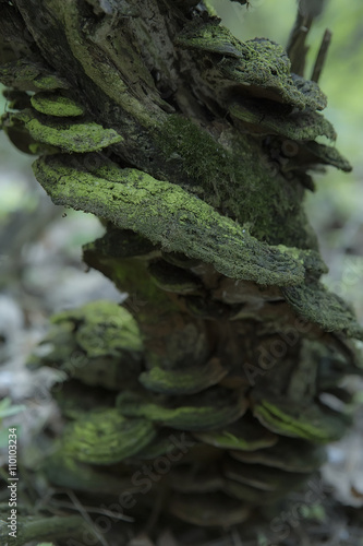 Mushrooms Growing on a Tree Stump in the Forest