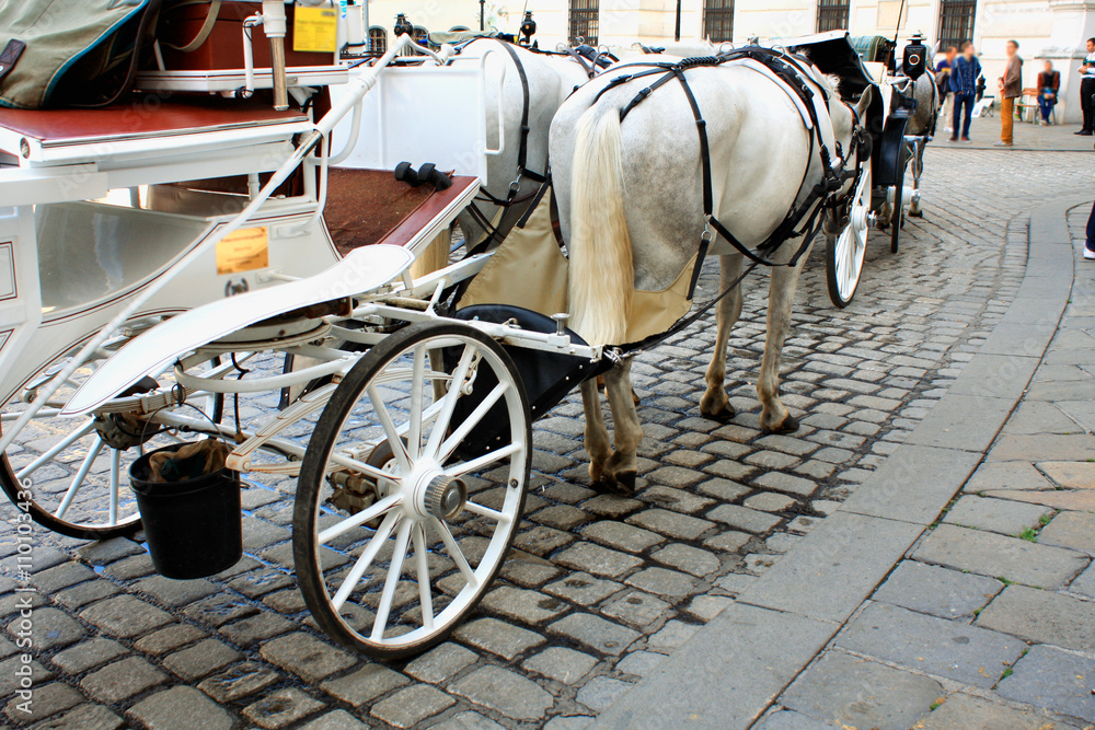 Equipment for maintenance (servicing) of clean horses in Veinna