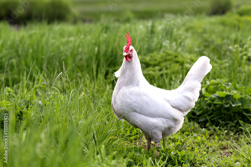 Closeup view of a white hen in a meadow