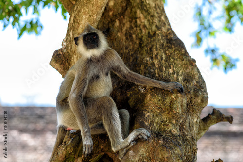 Langur photo