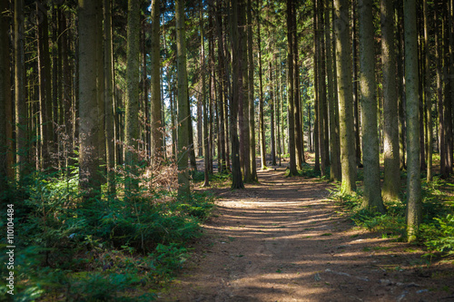 Forest trail in the coniferous forest in the spring