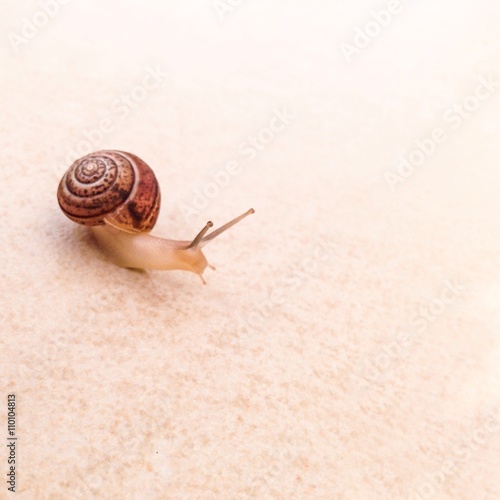 small cute brown shelled snail with his head raised photo