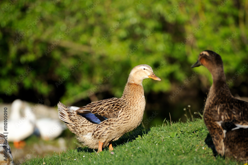 Duck bird in nature Duck bird in nature