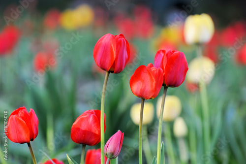 Colorful tulip garden in spring