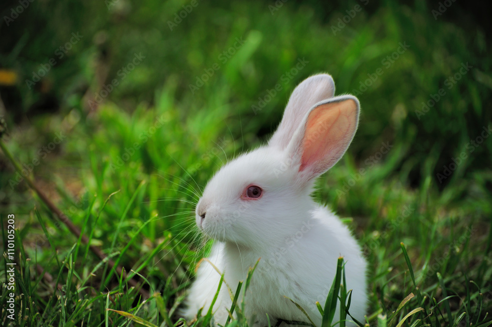 White rabbit sitting in grass White rabbit sitting in grass