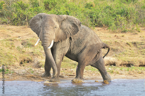 African elephant at the water place    