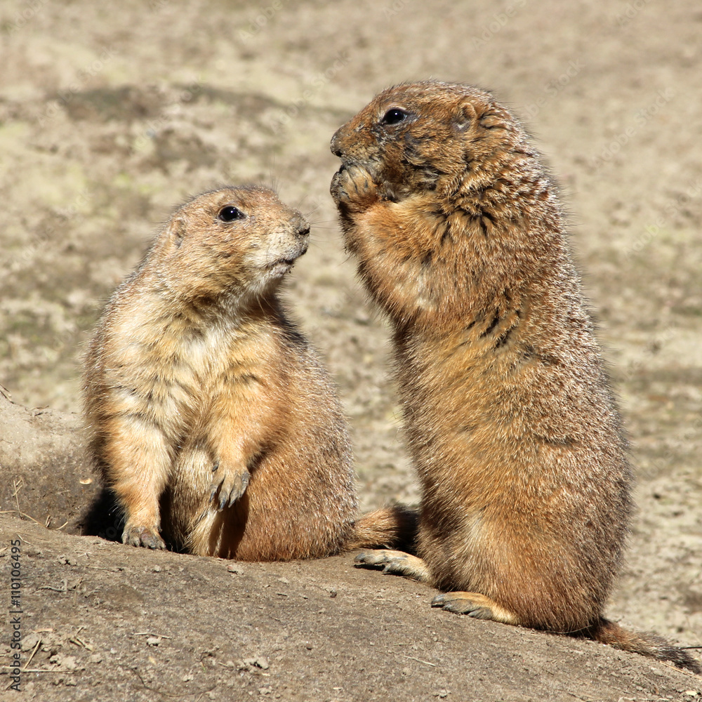 Schwarzschwanz-Präriehund (Cynomys ludovicianus) Black-tailed Prairie dog Schwarzschwanz-Präriehund (Cynomys ludovicianus) Black-tailed Prairie dog