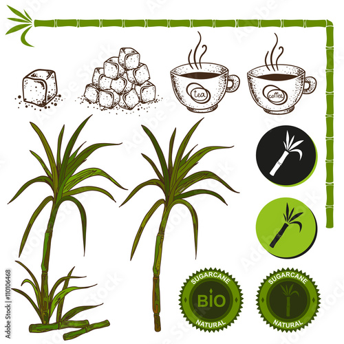 Superfood sugar cane vector set. Stalk with leaves and granulated sugar.
