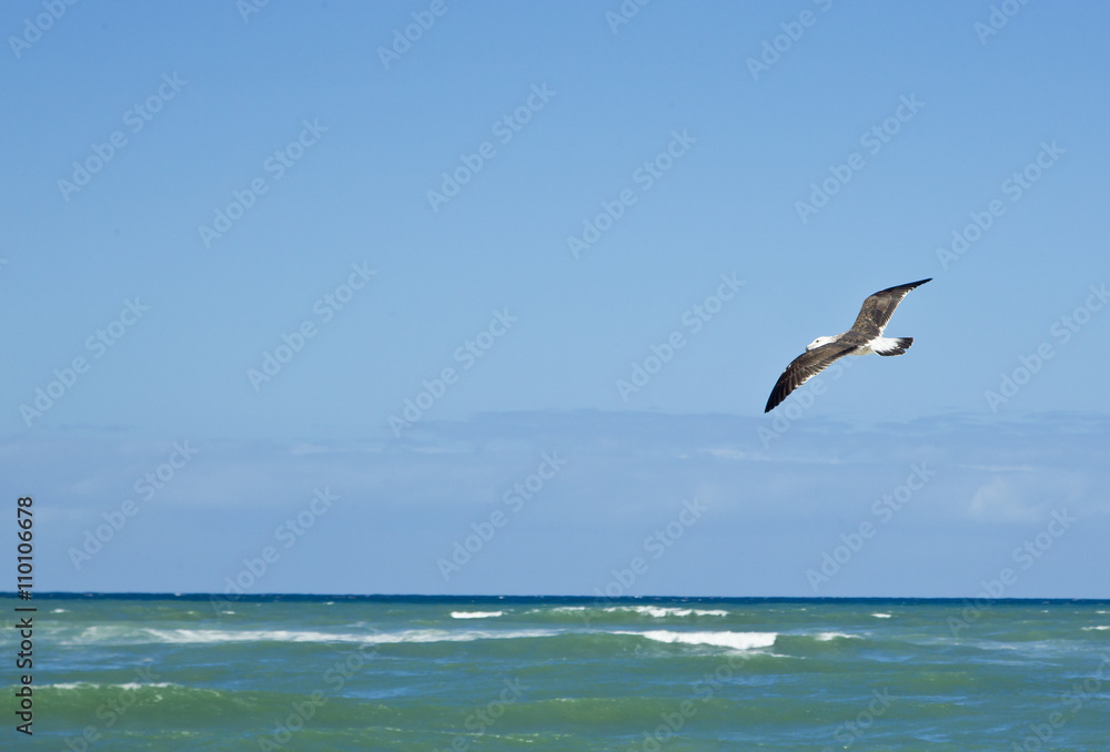 Seagull flying over the ocean