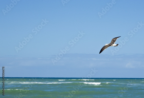 Seagull flying over the ocean © bondsza