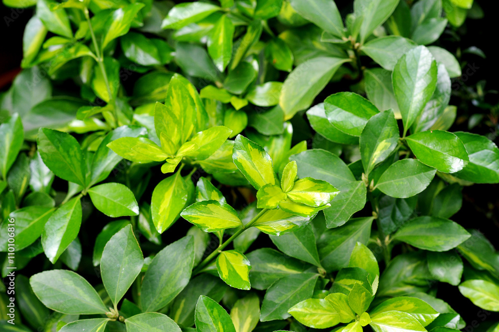 fresh and green leaves fresh and green leaves