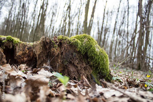 Old brown decay stump with moss in autumn forest