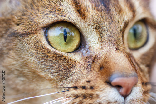 Abyssinian cat closeup