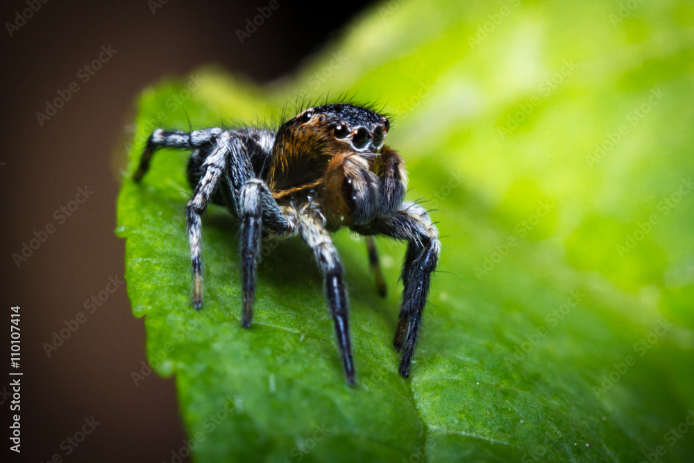 Jumping Spider Macro Jumping Spider Macro