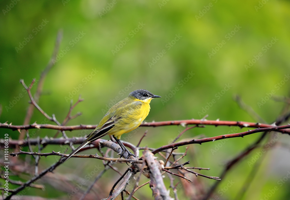 Yellow bird with black head. Western yellow wagtail (Motacilla flava) in its natural habitat