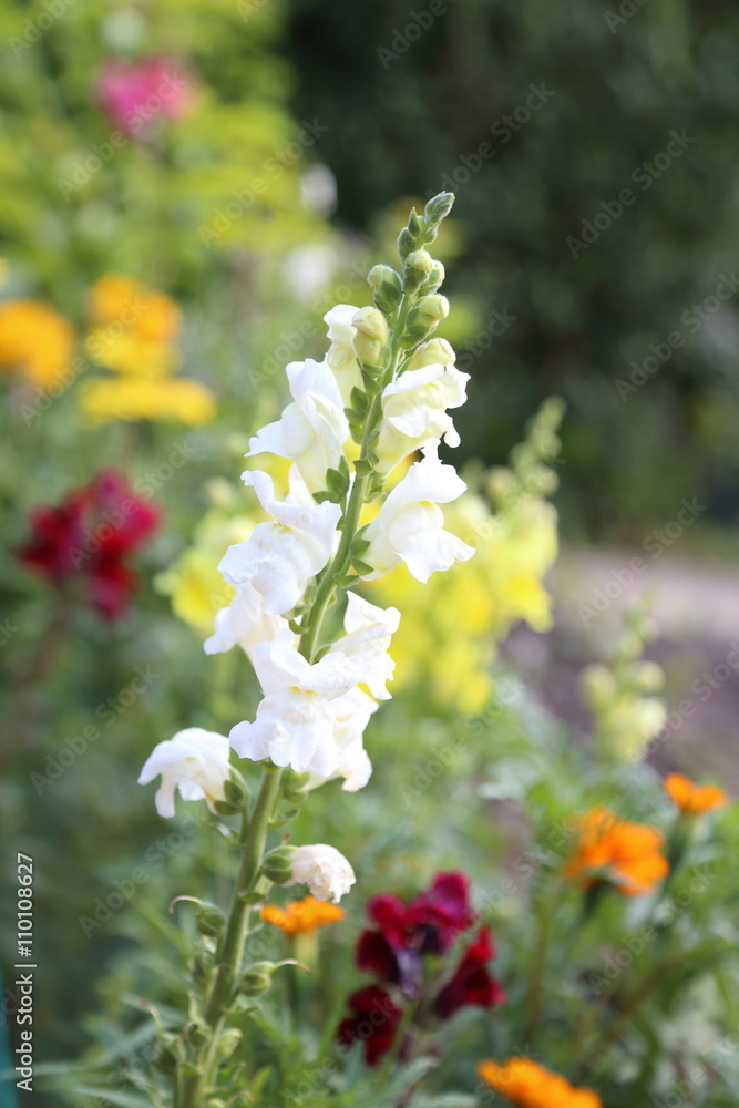 Lippenblütler, weißer Löwenmaul im Garten