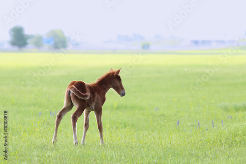 One foal in an open field