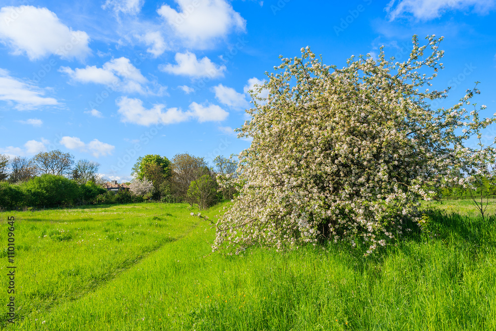 Apple tree blooming in green rural landscape near Krakow, Poland Apple tree blooming in green rural landscape near Krakow, Poland