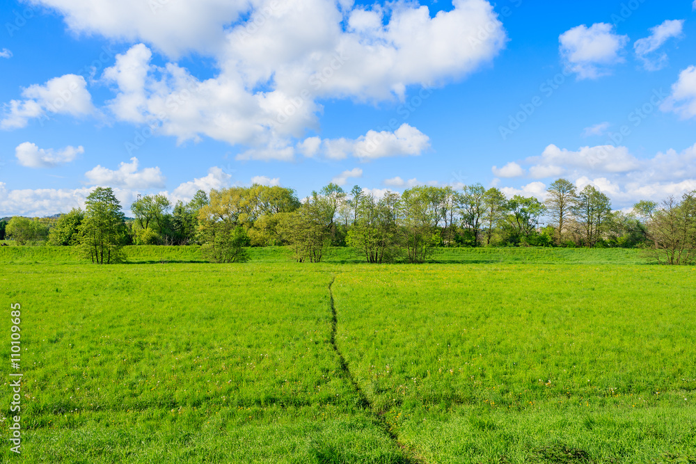 Green field with blue sky and white clouds in spring season, Krakow, Poland