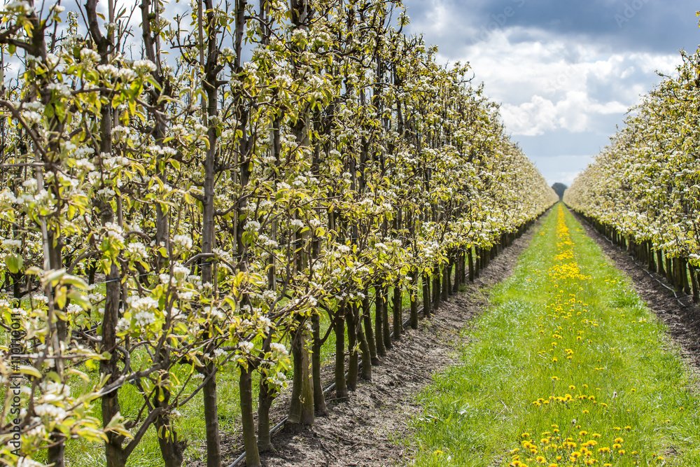 Obraz premium Fruit orchard with apple blossoms in spring