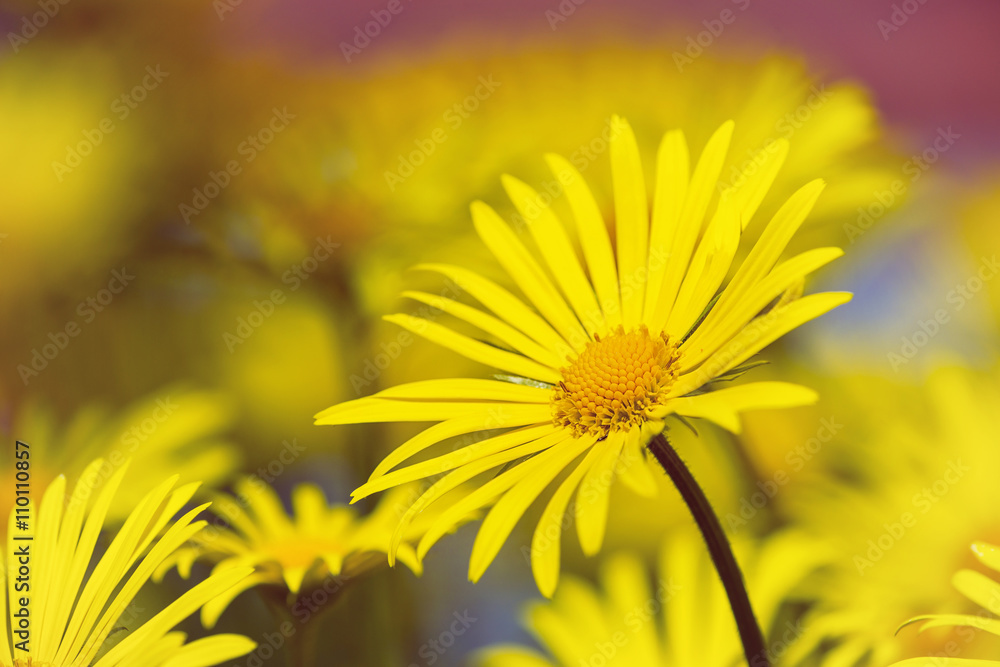 Fototapeta premium Yellow daisy flowers in spring