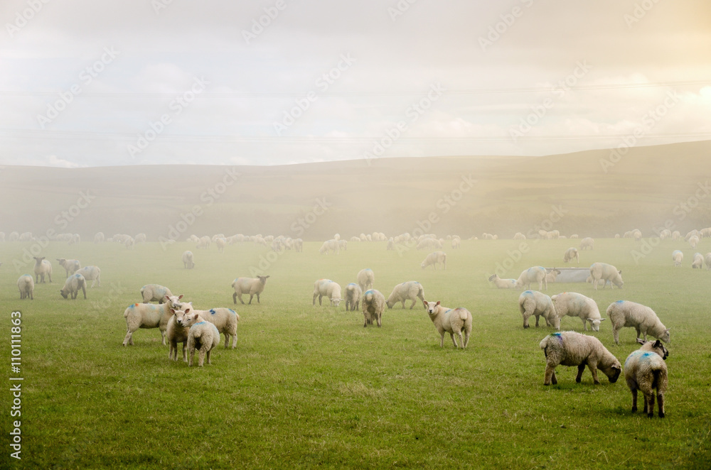 Obraz premium Schafe im Nebel, Cornwall, England 