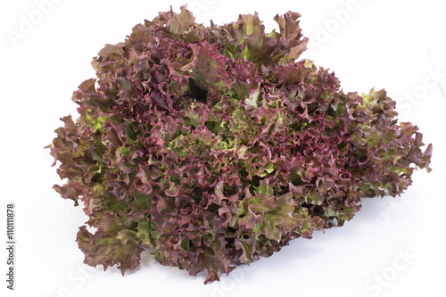Red coral lettuce - Lola Rosa