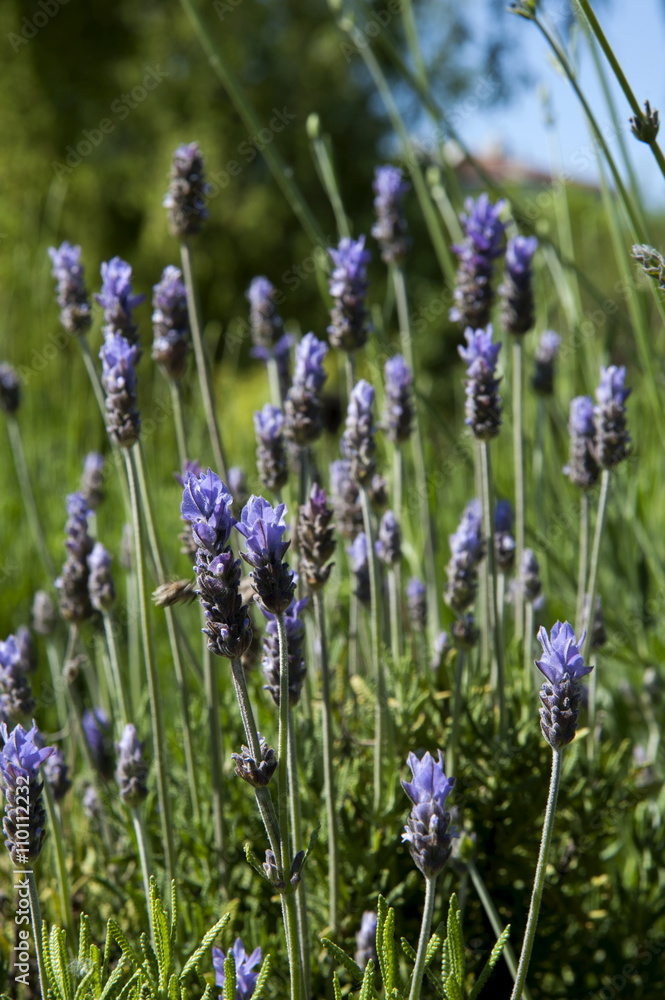 lavender plant,nature lavender plant,nature