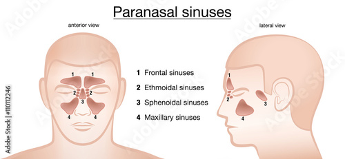 Paranasal sinuses. Frontal, ethmoidal, sphenoidal and maxillary sinuses. Anterior and lateral view. Isolated vector illustration on white background. photo