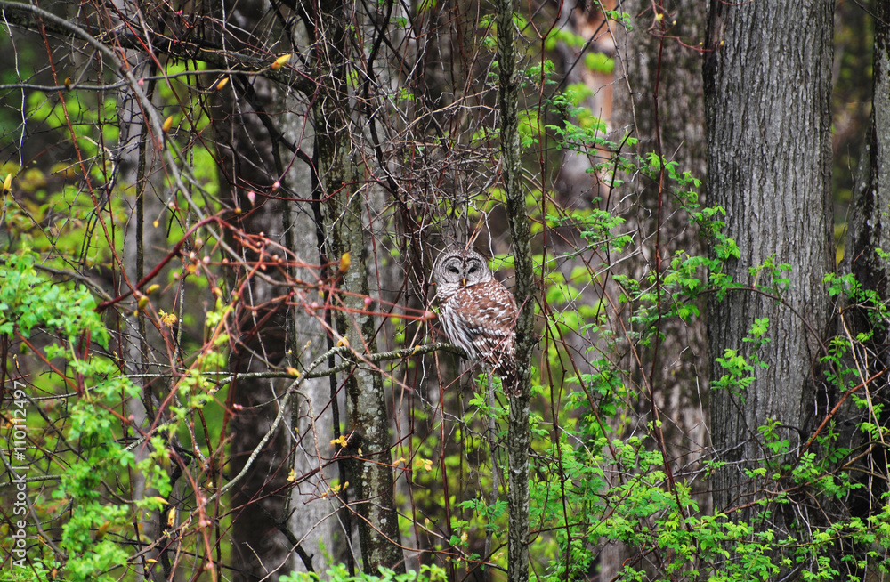 Obraz premium Wild Adult Barred Owl in the Woods