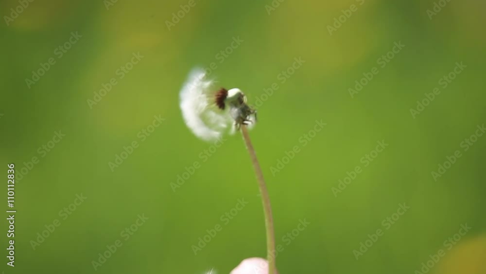 Girl blowing on a dandelion sitting in the flower meadow
Girl blowing on a dandelion sitting in the flower meadow
