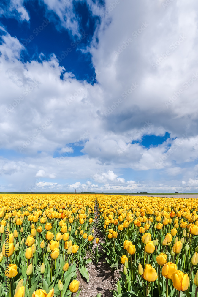 yellow tulip field in the Netherlands with white clouds and a blue sky