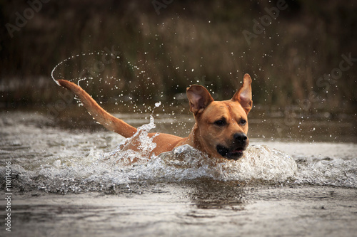 Labrador im Wasser