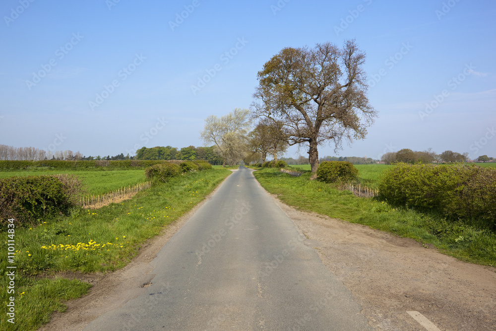country lane in springtime