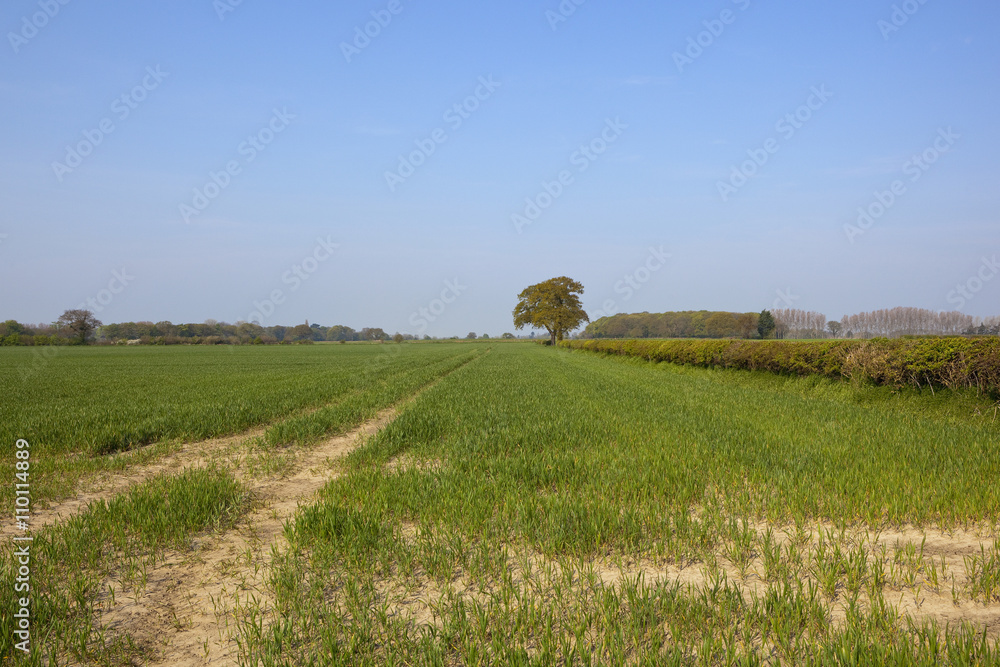 yorkshire springtime wheat fields yorkshire springtime wheat fields