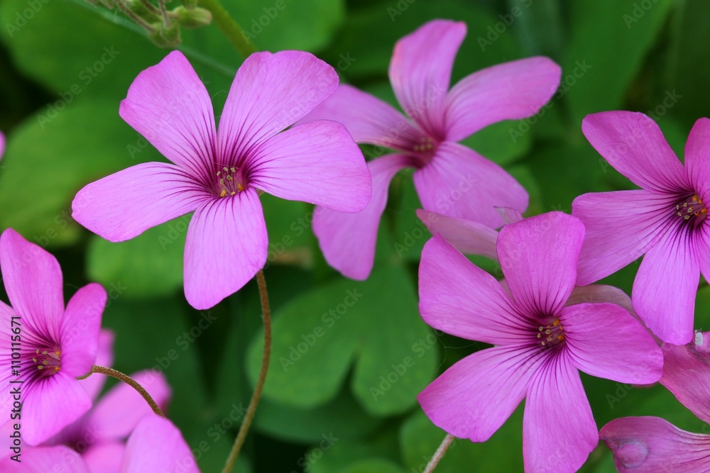 Oxalis Oxalis