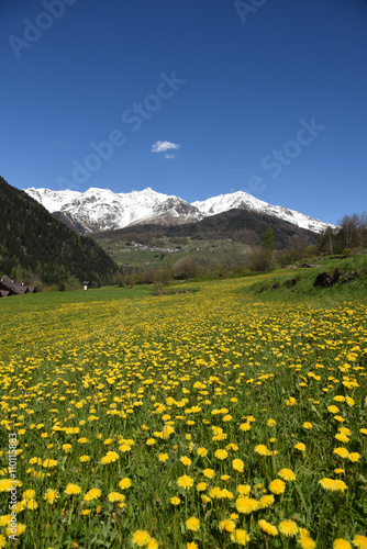 paesaggio di montagna primavera fiori gialli arnica 