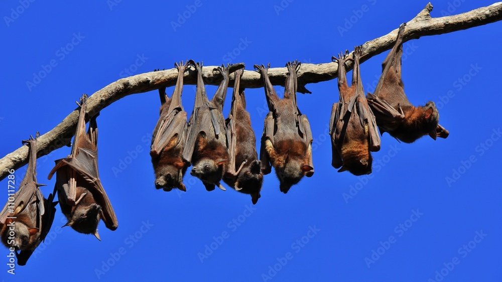 Flying foxes resting on a branch of a tree Flying foxes resting on a branch of a tree